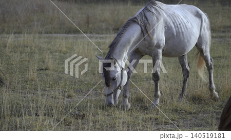 Calm Horses Feeding Together Outdoors, Sunlit Pasture Hosts Tranquil Horses In Relaxed Interaction. Creative Calm Horses Feeding Together Outdoors, Sunlit Pasture Hosts Tranquil Horses In Relaxed Interaction. Creative 140519181