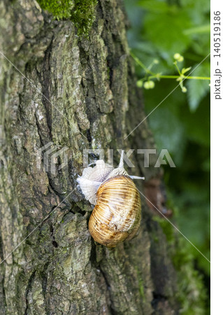 Grape snail crawling vertically on a rough tree bark, close-up shot Grape snail crawling vertically on a rough tree bark, close-up shot 140519186
