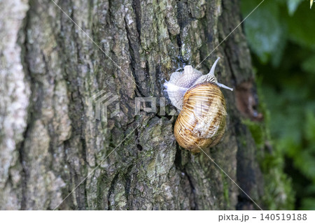 Grape snail crawling vertically on a rough tree bark, close-up shot 140519188