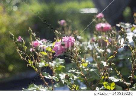 Beautiful pink shrub roses blooming in a sunlit garden, close-up shot Beautiful pink shrub roses blooming in a sunlit garden, close-up shot 140519220