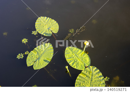 Yellow water lilies and green pads on calm water surface with sky reflection Yellow water lilies and green pads on calm water surface with sky reflection 140519271