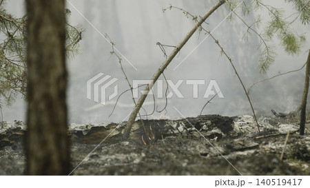 Burnt Woodland Scene. Fireside Woodland Landscape Marked By Smoldering Debris And Quiet Recovery. Stock Clip Burnt Woodland Scene. Fireside Woodland Landscape Marked By Smoldering Debris And Quiet Recovery. Stock Clip 140519417