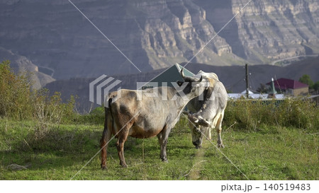 Serene Morning Setting With Cows Affectionately Touching Near Mountain Dwellings And Lush Greenery. Creative Serene Morning Setting With Cows Affectionately Touching Near Mountain Dwellings And Lush Greenery. Creative 140519483