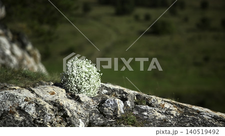 Cluster Of Small Blooms On Rough Stone. Delicate White Blossoms Nestled Within Rugged Mountain Crevice. Media Cluster Of Small Blooms On Rough Stone. Delicate White Blossoms Nestled Within Rugged Mountain Crevice. Media 140519492