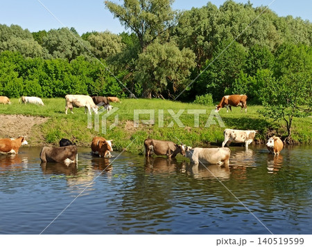 Herd of cows at a watering hole near river. Lake and domestic farm animals Herd of cows at a watering hole near river. Lake and domestic farm animals 140519599