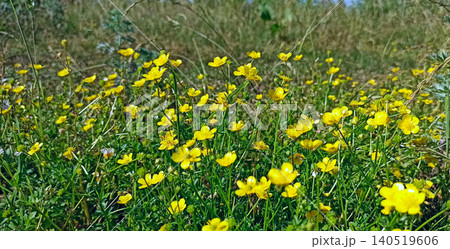 Yellow flowers of buttercup blossoming in green grass. Herbal medicine Yellow flowers of buttercup blossoming in green grass. Herbal medicine 140519606