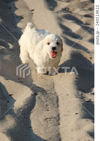 Maltipoo puppy running on sand. small Maltese dog playing outdoors. Family pet 140519615