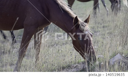 Pastoral Mare Grazing Peacefully Outdoors. Serene Countryside Landscape With Grazing Horse And Distant Herd . Creative Pastoral Mare Grazing Peacefully Outdoors. Serene Countryside Landscape With Grazing Horse And Distant Herd . Creative 140519635
