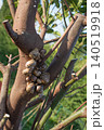 Big group of snails on a tree trunk 140519918