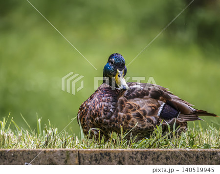Male Mallard Duck Standing on Grass Near Pond Male Mallard Duck Standing on Grass Near Pond 140519945
