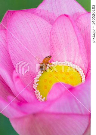 蓮の花とミツバチ(大分県臼杵市石仏公園) 蓮の花とミツバチ(大分県臼杵市石仏公園) 140520102