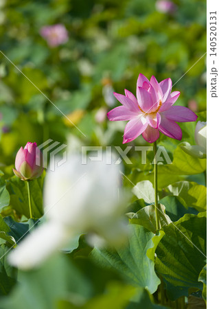 蓮の花(大分県臼杵市石仏公園) 蓮の花(大分県臼杵市石仏公園) 140520131