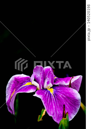 花菖蒲　外宮勾玉池 140520198