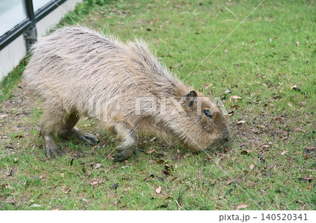草を食べるカピバラ 草を食べるカピバラ 140520341
