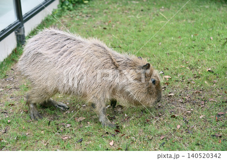 草を食べるカピバラ 草を食べるカピバラ 140520342