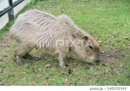 草を食べるカピバラ 草を食べるカピバラ 140520343