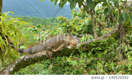 Green iguana resting on tree branch in costa rica rainforest Green iguana resting on tree branch in costa rica rainforest 140520582