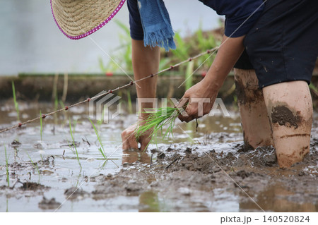 田植えをする女性 田植えをする女性 140520824