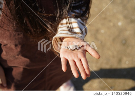 海辺で拾った貝殻を見せる子どもの手元 140520946