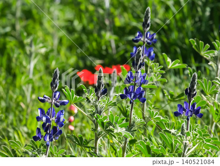 Wild flowers lupine (Lat. Lupinus pilosus) in the Jerusalem Botanical Gardens 140521084