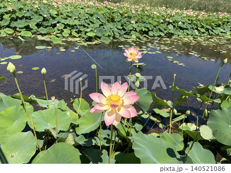Beautiful Lotus (lat. Nelumbo nucifera) in a pond 140521086