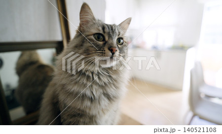 Domestic long haired cat looking away indoors 140521108