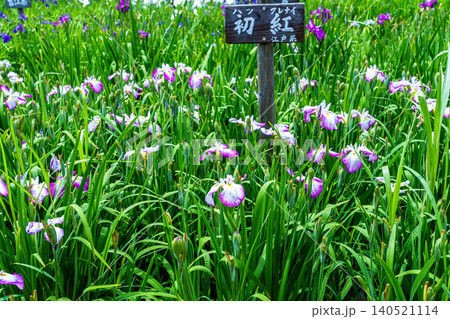 奈良県営馬見丘陵公園菖蒲池で見ごろを迎えた菖蒲　赤紫に縁どられた白い花(初紅)広角 140521114
