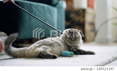 Couple playing with domestic longhair cat at home Couple playing with domestic longhair cat at home 140521147