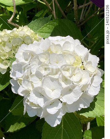初夏の陽光に輝く白いアジサイ(紫陽花)のクローズアップ 初夏の陽光に輝く白いアジサイ(紫陽花)のクローズアップ 140521206
