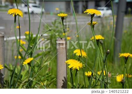 空地の黄色いタンポポの花 空地の黄色いタンポポの花 140521222
