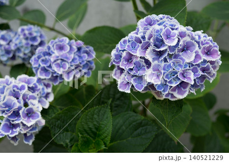 季節の華やかな花 季節の華やかな花 140521229