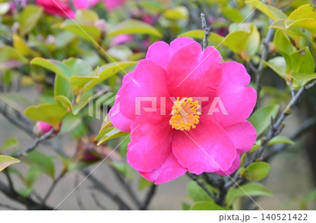 椿の花(大阪府堺市) 椿の花(大阪府堺市) 140521422