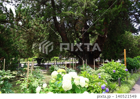 柏槇と紫陽花の風景(鎌倉の建長寺境内) 柏槇と紫陽花の風景(鎌倉の建長寺境内) 140521549