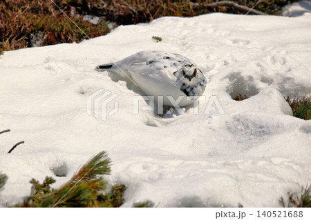 残雪期の立山室堂の冬毛のライチョウ 残雪期の立山室堂の冬毛のライチョウ 140521688