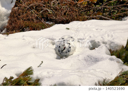 残雪期の立山室堂の冬毛のライチョウ 残雪期の立山室堂の冬毛のライチョウ 140521690