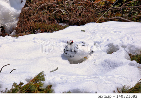 残雪期の立山室堂の冬毛のライチョウ 残雪期の立山室堂の冬毛のライチョウ 140521692