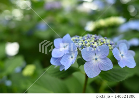 鎌倉本覚寺の青い紫陽花 鎌倉本覚寺の青い紫陽花 140521800