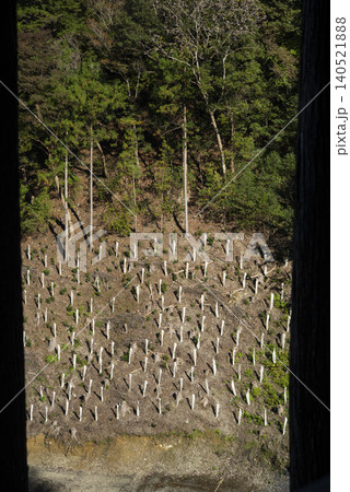 植林された山 植林された山 140521888