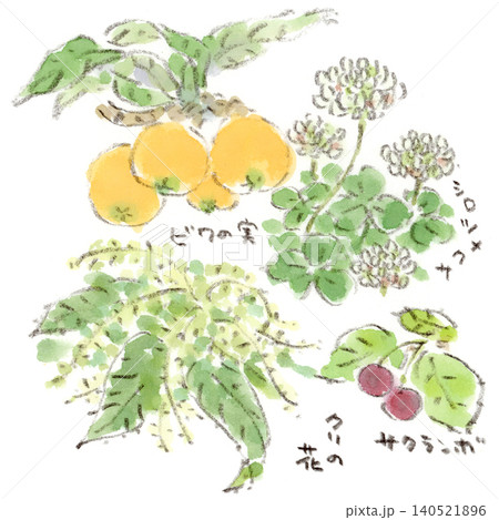 シロツメクサ – 草花や暮らしの手描きイラストやデザイン素材