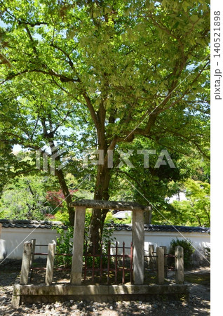 菩提樹の木(萬福寺/京都府宇治市五ケ庄三番割34) 菩提樹の木(萬福寺/京都府宇治市五ケ庄三番割34) 140521898