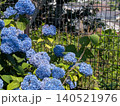 フェンス越しに見る紫陽花　アジサイ 140521976