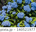 青い紫陽花　アジサイ 140521977