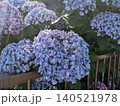 青いアジサイ 紫陽花 140521978