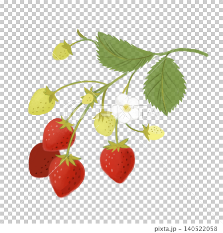 赤く色づくいちごと白い花のイラスト 140522058