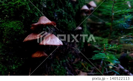 苔むした倒木に生えるきのこ 苔むした倒木に生えるきのこ 140522113