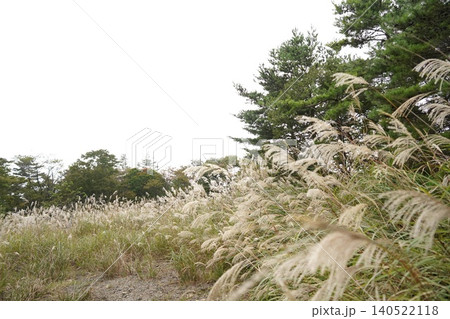 秋風に揺れるすすき野原 秋風に揺れるすすき野原 140522118