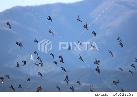 山を背景に飛んでいる鳩の群れ 山を背景に飛んでいる鳩の群れ 140522258
