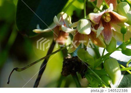 木陰に咲くムベの花 木陰に咲くムベの花 140522386