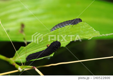 一つの葉に2匹の全身が黒一色のニホンカブラハバチの幼虫(日本アウトドアフィールド昆虫生態マクロ撮影) 一つの葉に2匹の全身が黒一色のニホンカブラハバチの幼虫(日本アウトドアフィールド昆虫生態マクロ撮影) 140522600