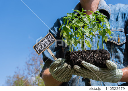 Farmer Planting Pepper Seedlings with Garden Gloves in Vegetable Garden Farmer Planting Pepper Seedlings with Garden Gloves in Vegetable Garden 140522679
